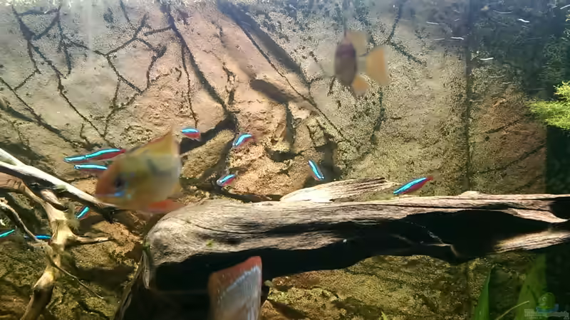 Schmetterlingsbuntbarsche von Ottche (53)