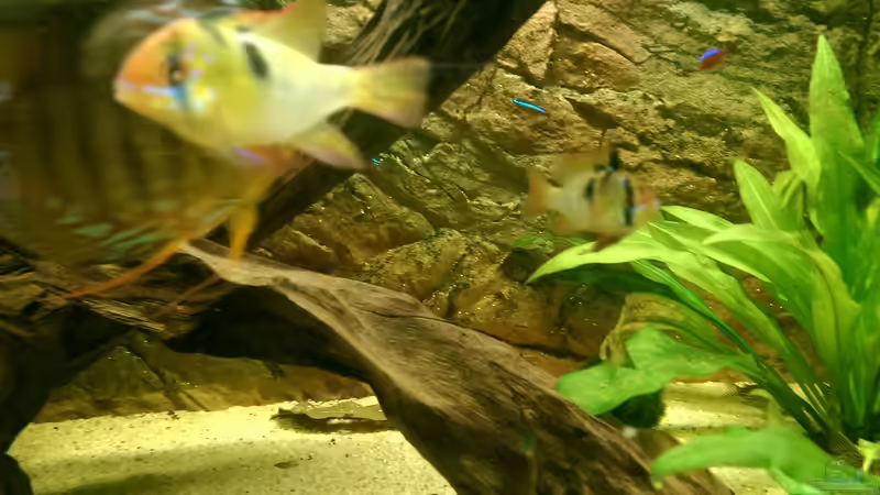 Schmetterlingsbuntbarsche von Ottche (55)