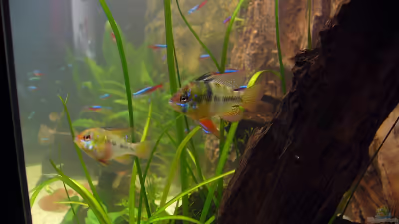 Schmetterlingsbuntbarsche von Randsteinwetzer (18)