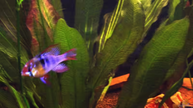 Schmetterlingsbuntbarsche von Reinhard (17)