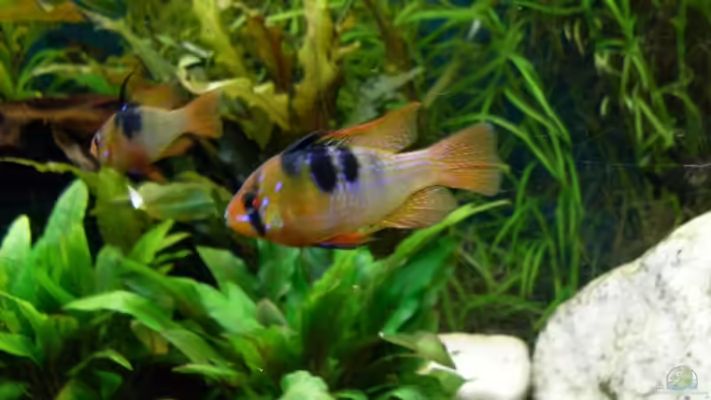 Schmetterlingsbuntbarsche von Sascha Nagy (12)