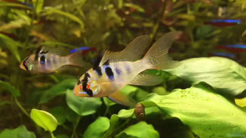 Schmetterlingsbuntbarsche vorne (m), hinten (w) von Yasmine (29)