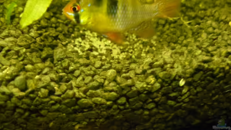 Schmetterlingsbuntbarschmännchen mit Laich von Zwergbuntbarschfan (20)