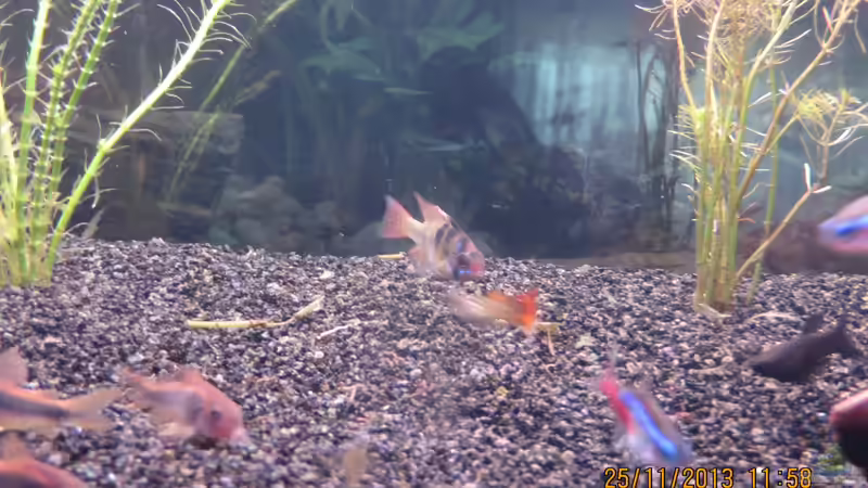 Schmetterlingsbuntbarschmännchen von janine wolf (12)