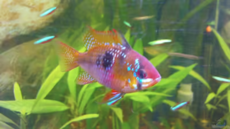 Schmetterlingsbuntbarschmännchen von Maria Dicke (17)