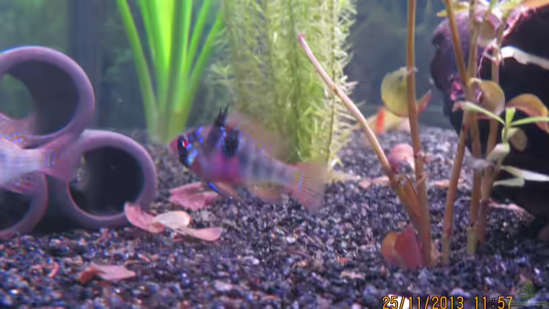 Schmetterlingsbuntbarschweibchen von janine wolf (14)