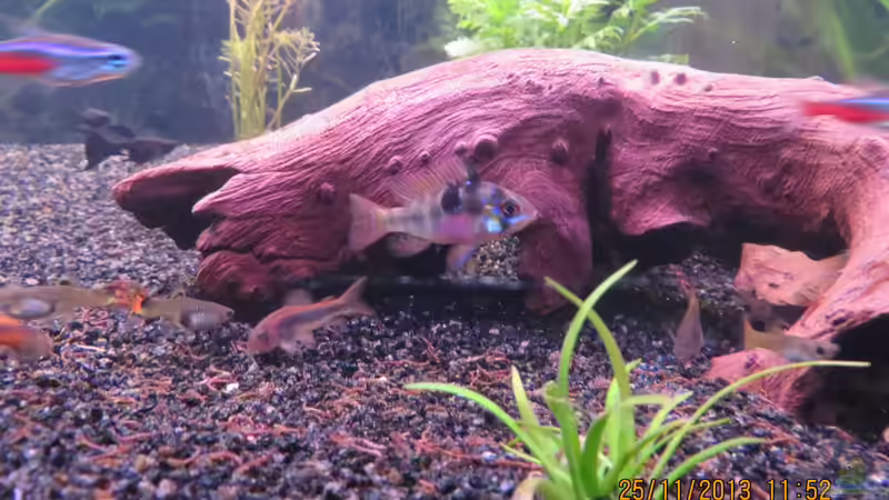 Schmetterlingsbuntbarschweibchen von janine wolf (18)