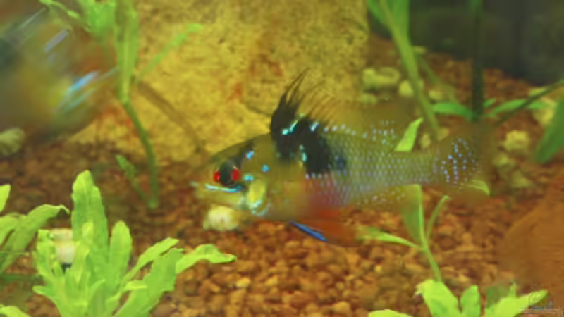 Schmetterlingsbuntbarschweibchen von Maria Dicke (21)