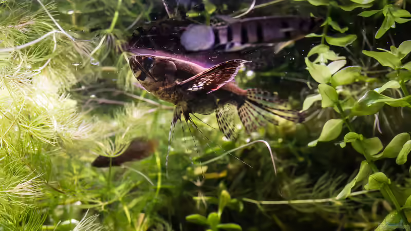 Schmetterlingsfisch von fischgarage (4)