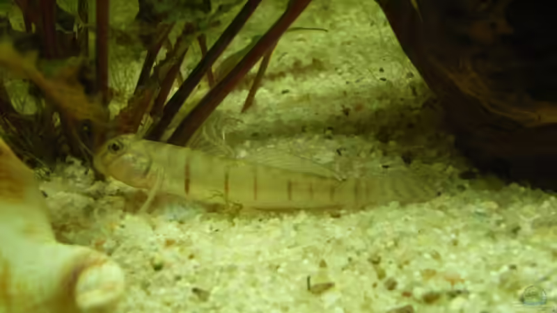 Awaous flavus im Aquarium halten (Einrichtungsbeispiele für Schmetterlingsgrundeln)