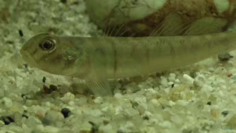 Awaous flavus im Aquarium halten (Einrichtungsbeispiele für Schmetterlingsgrundeln)