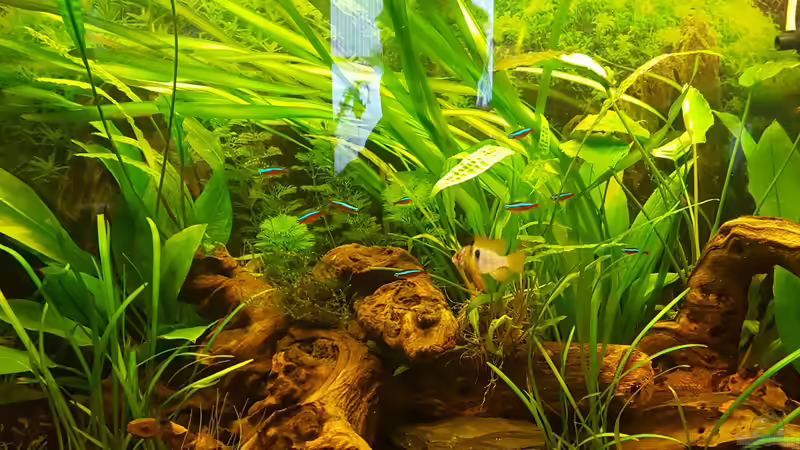 Schmetti und Neons von painless Tdb-music (31)