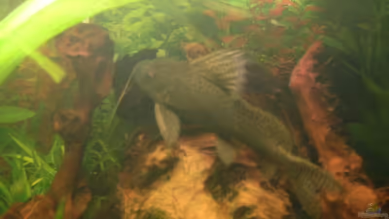 Schmuckflossenfiederbartwels an Wurzel von Patrick Ostländer (20)