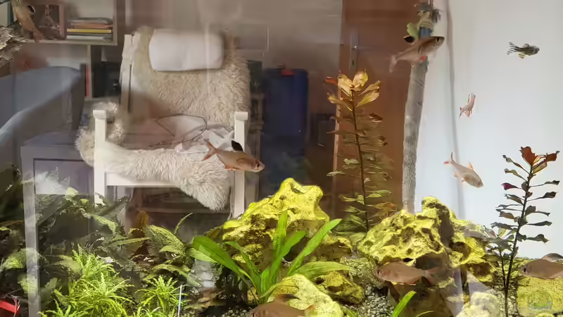 Schmuckis 2022 von Juno (18)