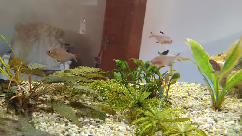 Schmuckis von Juno (23)