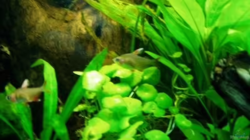 Schmucksalmer von MADNESS1.0 (18)