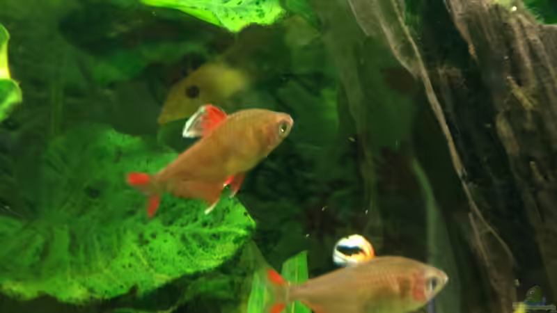 Schmucksalmer von Muschelherz (28)