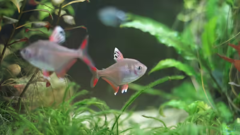 Schmucksalmler - 10.01.2015 von Jonas (Trancemania) (18)