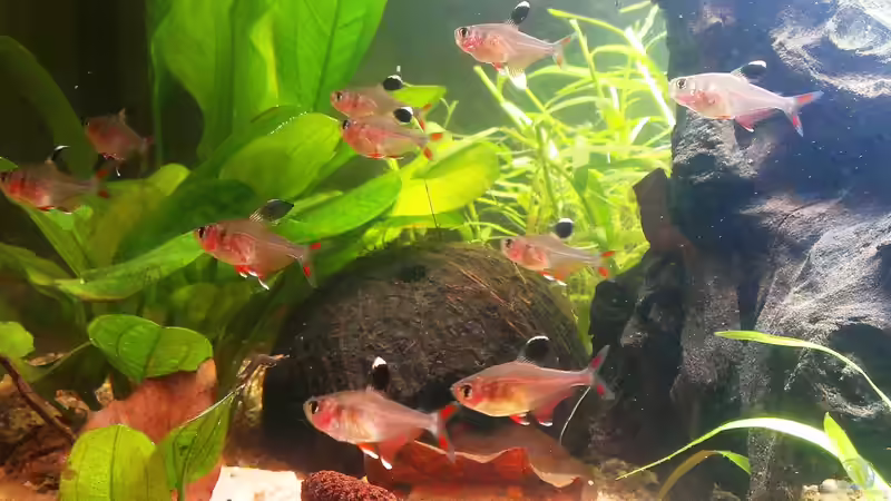 Schmucksalmler / Hyphessobrycon rosaceus von bocap (26)