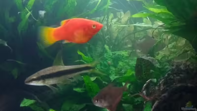 Schmucksalmler, Siamesische Rüsselbarbe, Platy von C-NA (46)