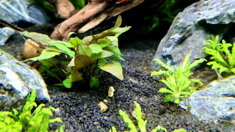 Schmucksalmler  von domnk (24)