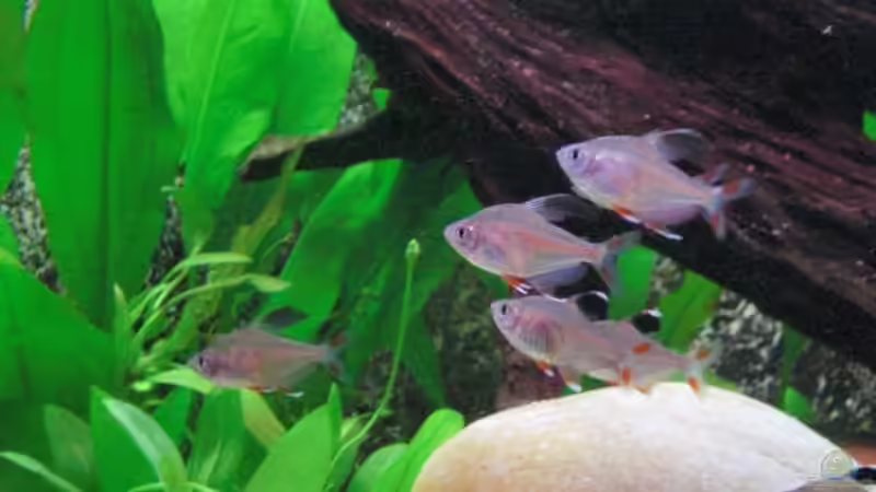 Schmucksalmler 1 von Thomas Schmitz (4)