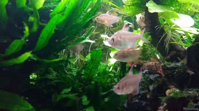 Schmucksalmler 17.03.2018 von C-NA (50)