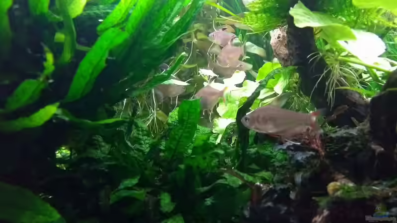 Schmucksalmler 17.03.2018 von C-NA (52)