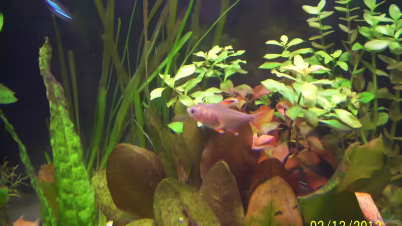 Einrichtungsbeispiele für Hyphessobrycon rosaceus (Schmucksalmler)