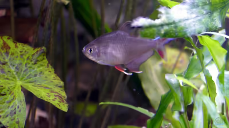 Schmucksalmler (Hyphessobrycon rosaceus) von Ravenclaw57 (51)