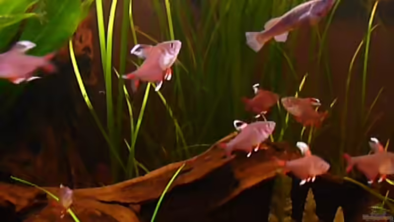 Aquarien mit Aphyosemion australe (Bunter Prachtkärpfling)