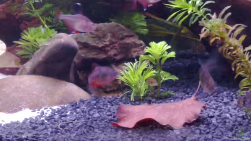 Aquarien mit Desmopuntius pentazona (Fünfgürtelbarbe)