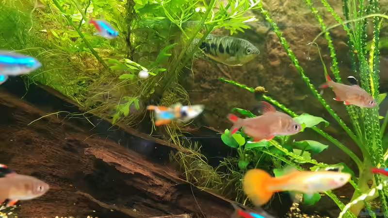 Schmucksalmler und Guppys  von Manuela&Mike (19)