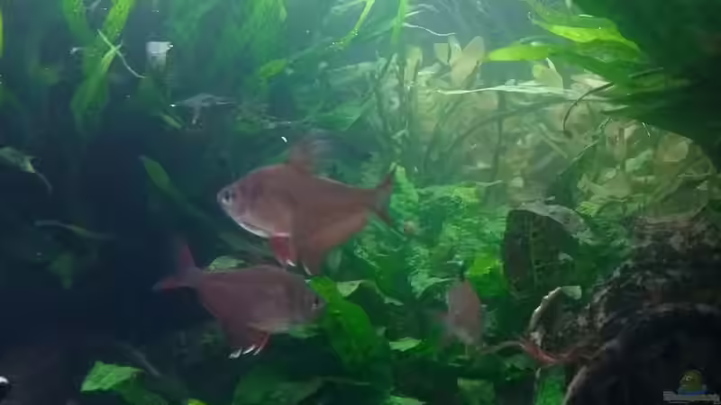 Schmucksalmler von C-NA (47)