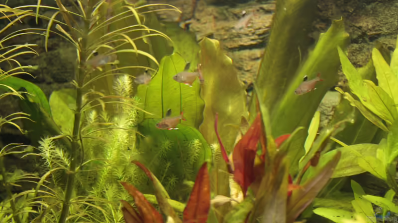 Schmucksalmler von Hot (36)