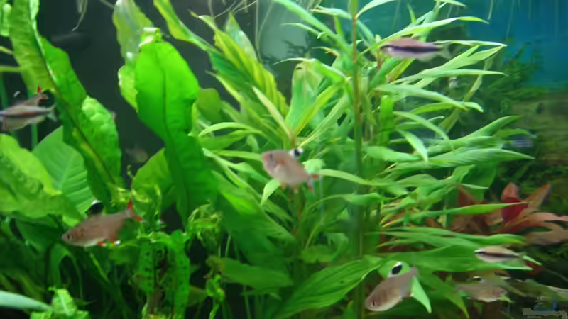 Schmucksalmler von KaSa (12)