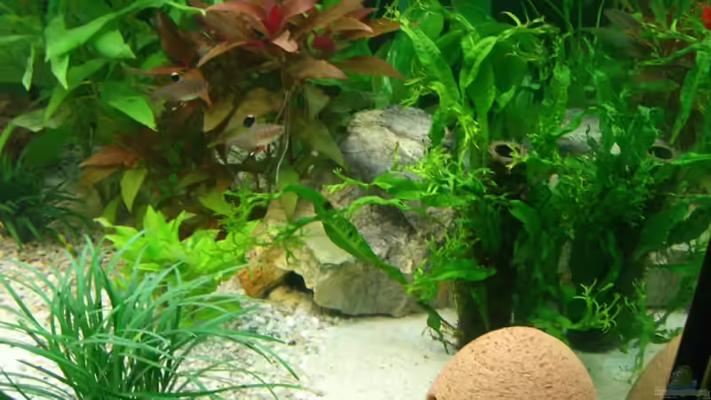 Schmucksalmler von KaSa (13)