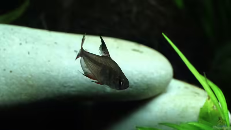 Schmucksalmler von Kristin89 (9)