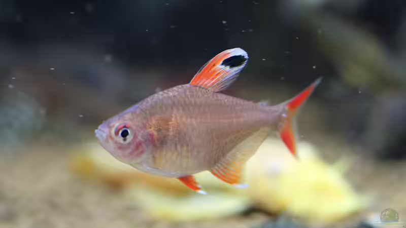 Schmucksalmler von Redfin (16)