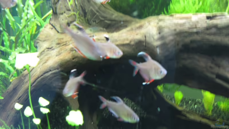 Schmucksalmler von Robbie (25)