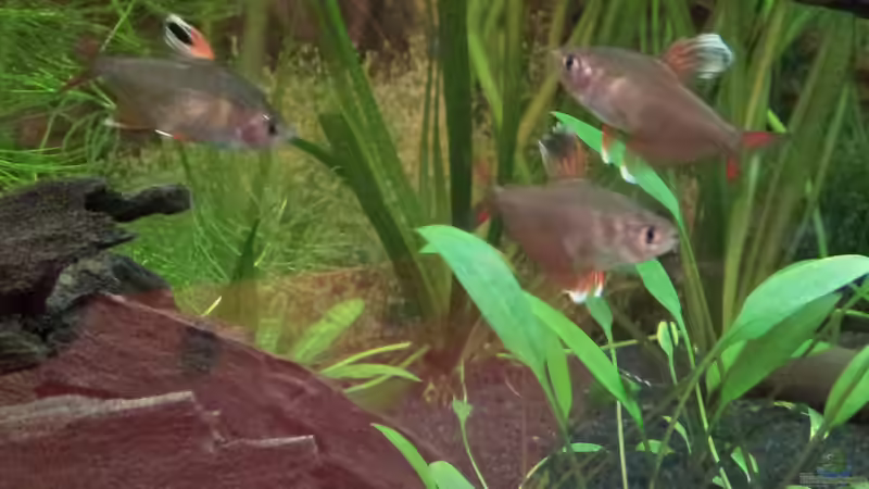 Schmucksalmler von ~Südamerika~ (10)