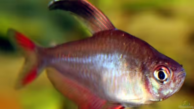 SCHMUCKSALMLER von Tudelui (25)