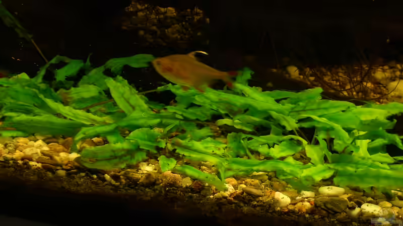 Schmucksalmler von Wasserwelt (26)