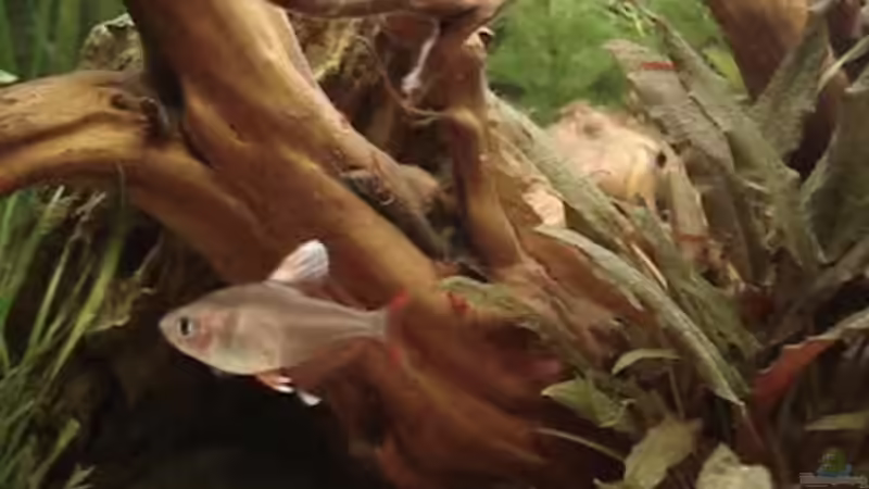 Schmucksalmler ´White Fin´ von *Thorsten* (34)