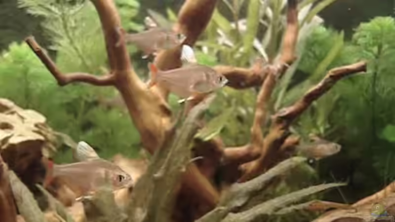 Einrichtungsbeispiele für Hyphessobrycon rosaceus (Schmucksalmler)