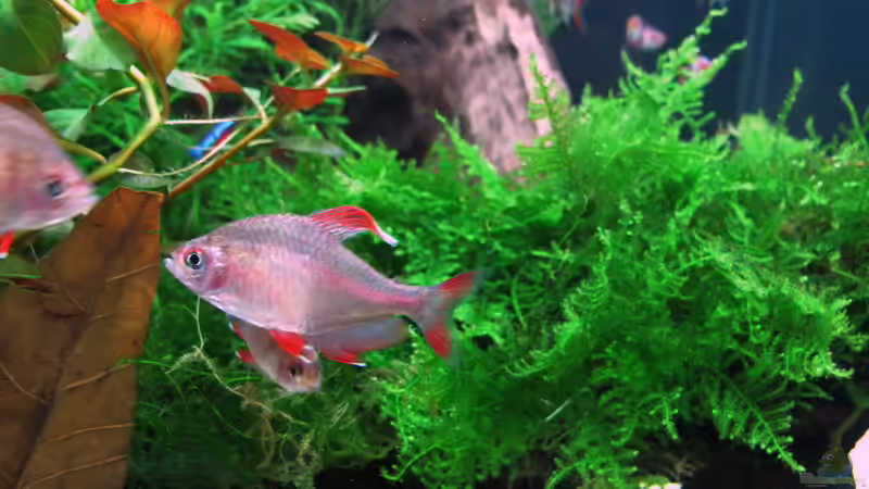Einrichtungsbeispiele für Hyphessobrycon rosaceus (Schmucksalmler)