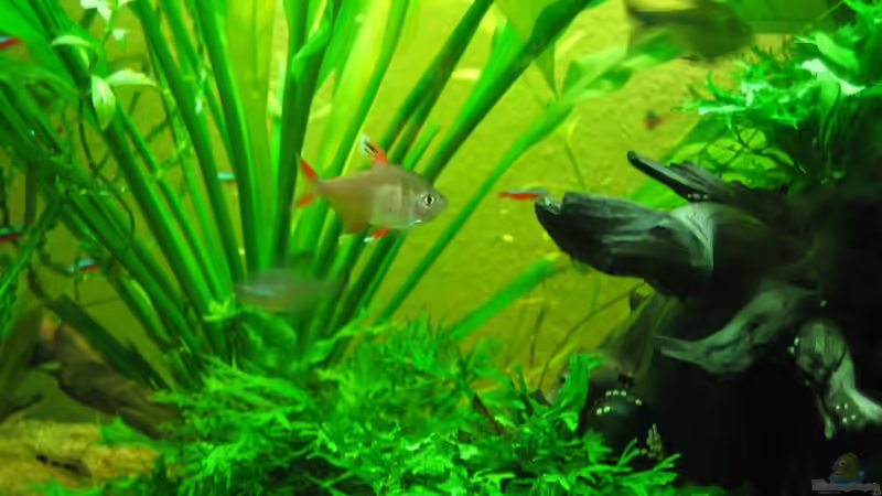 Schmucksalmler Withe Fin von Sky1706 (6)