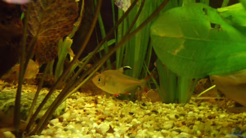 Einrichtungsbeispiele für Hyphessobrycon rosaceus (Schmucksalmler)