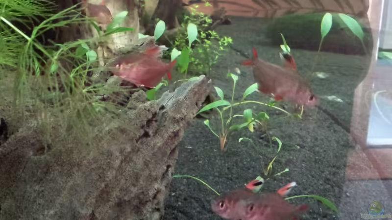 Einrichtungsbeispiele für Hyphessobrycon rosaceus (Schmucksalmler)