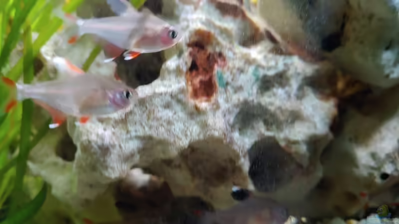 Einrichtungsbeispiele für Hyphessobrycon rosaceus (Schmucksalmler)